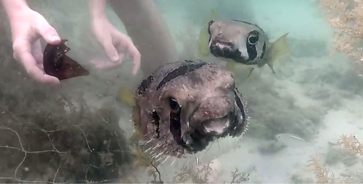 fish-friend-thailand-cover