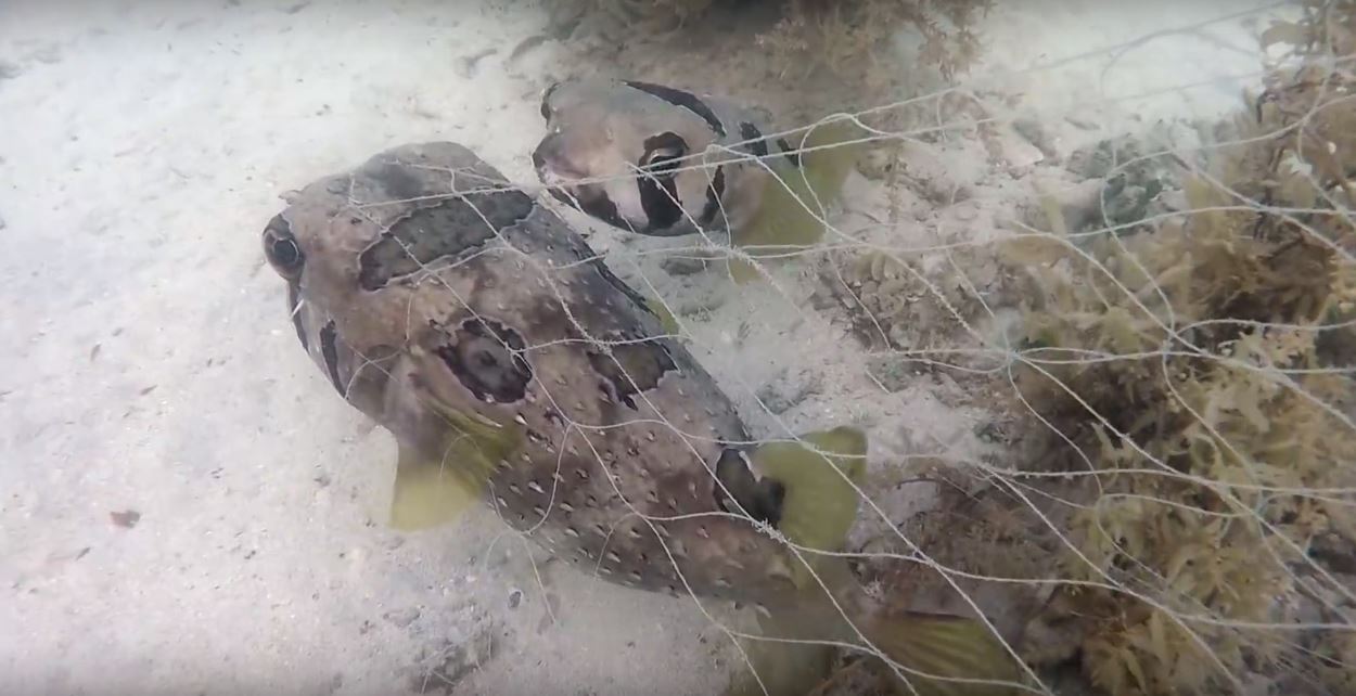 fish-friend-thailand-1