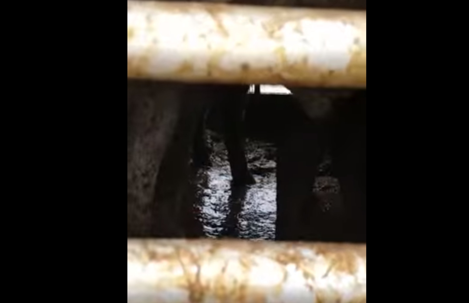 gaia-calvaire-70-bovins-turquie-6