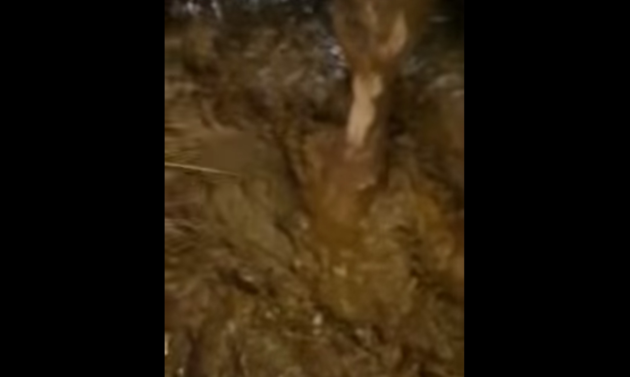 gaia-calvaire-70-bovins-turquie-3