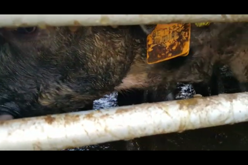 gaia-calvaire-70-bovins-turquie-8