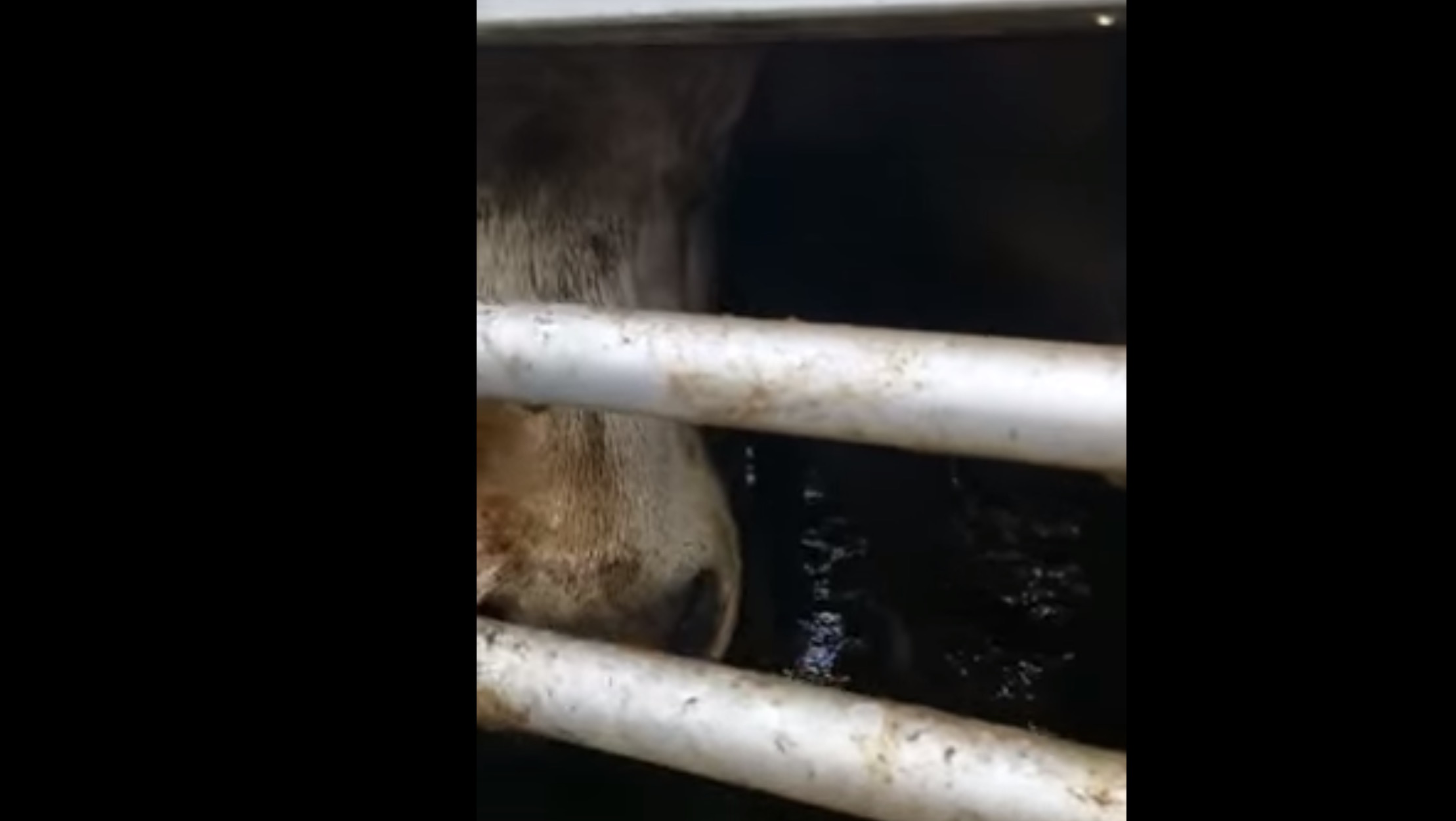 gaia-calvaire-70-bovins-turquie-5