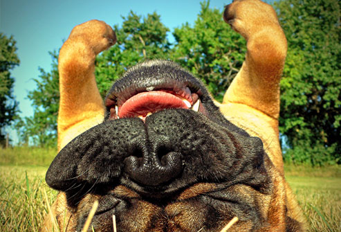 getty_rf_photo_of_dog_playing_dead