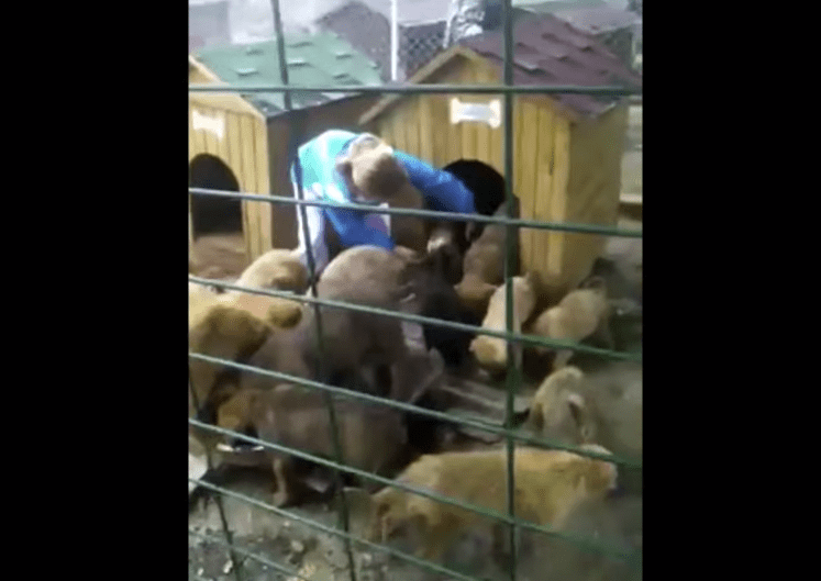 puppy-turkey-survived-8