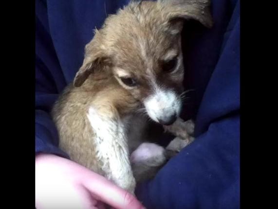 puppy-turkey-survived-3