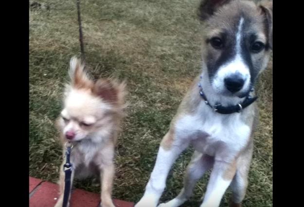 puppy-turkey-survived-1