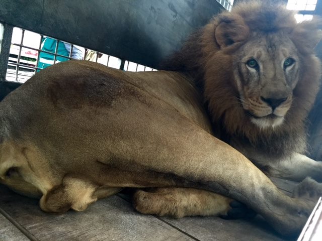 33-lions-sauvetage-refuge-aid-4