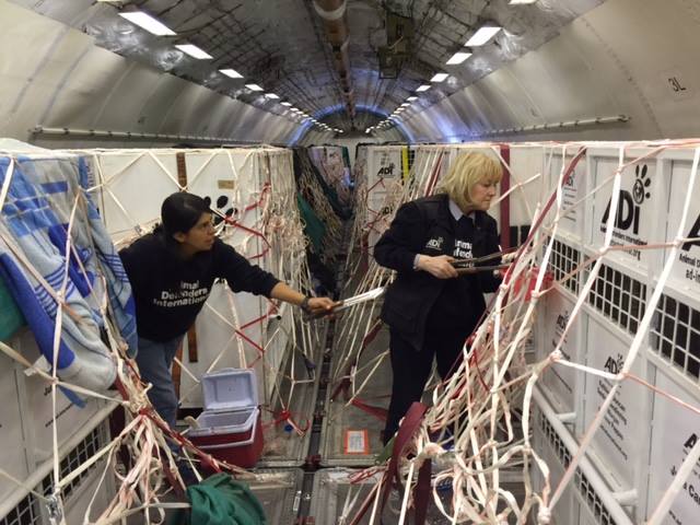 33-lions-sauvetage-refuge-aid-12