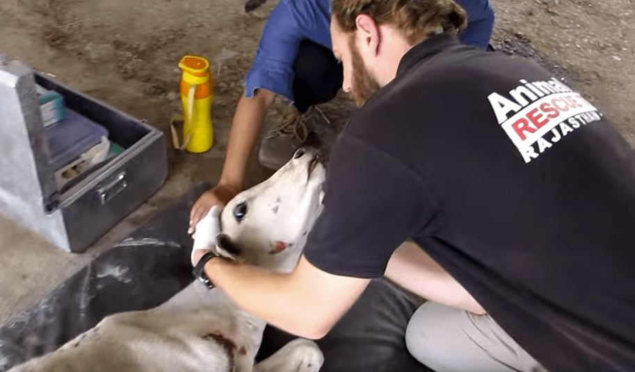 rescued-calf-2