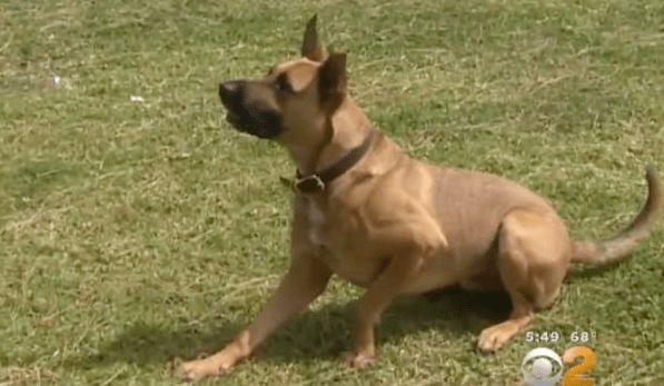 hummingbird-rex-rescue-55