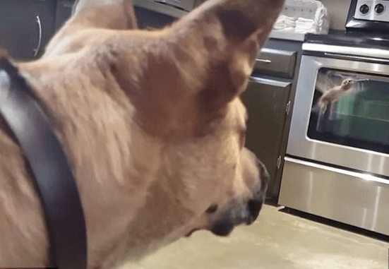 hummingbird-rex-rescue-5