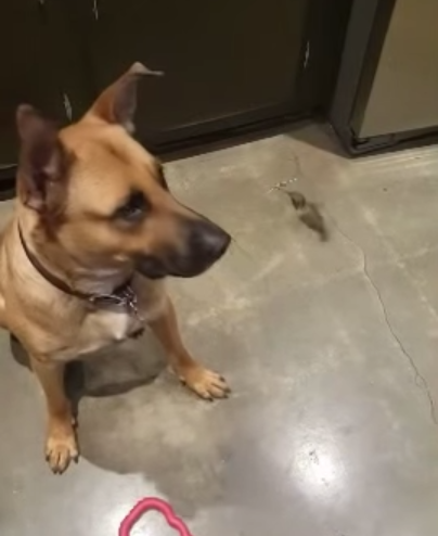 hummingbird-rex-rescue-4