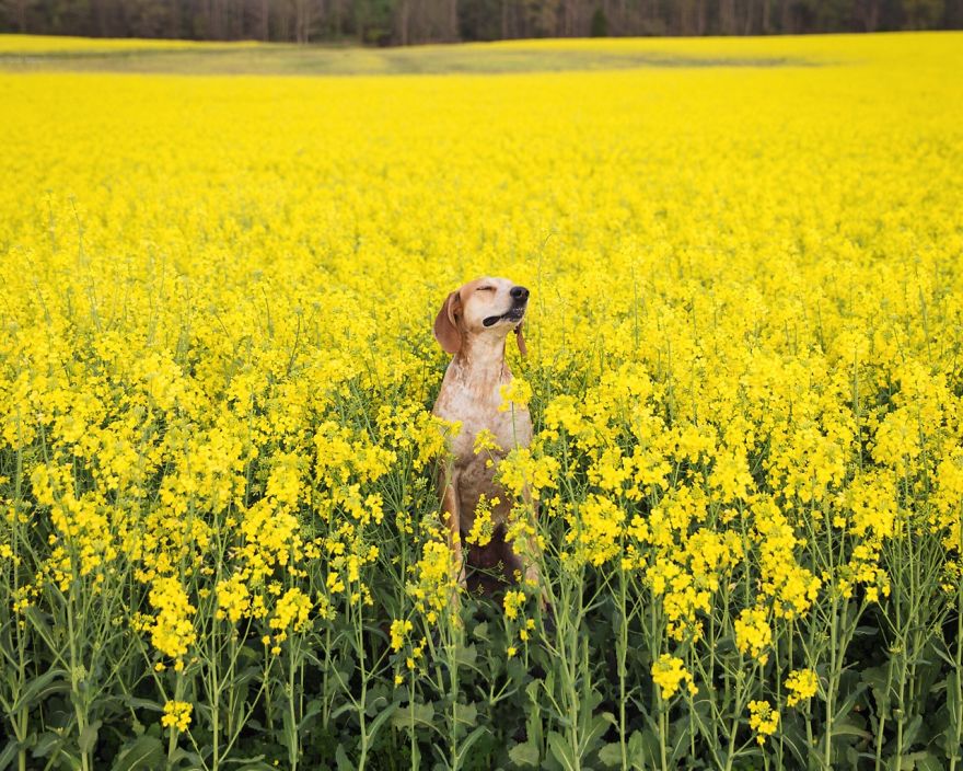 dog-traveling-car-motorcycle-maddie-on-road-6