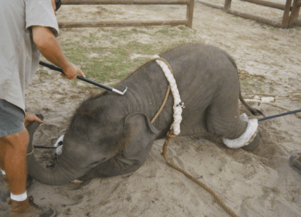 elephant-training-program-1