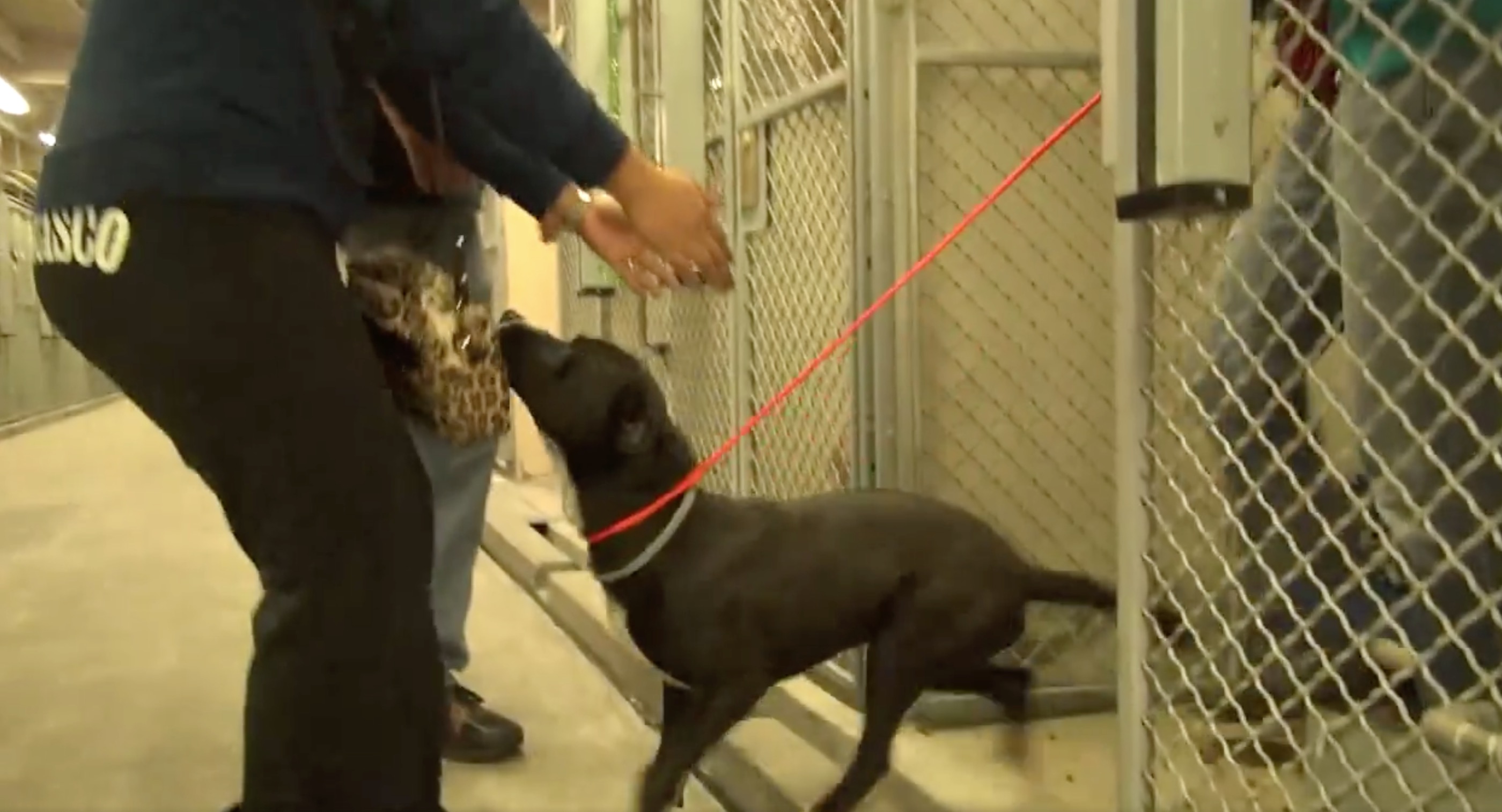 chien-adoption-joie-video-2