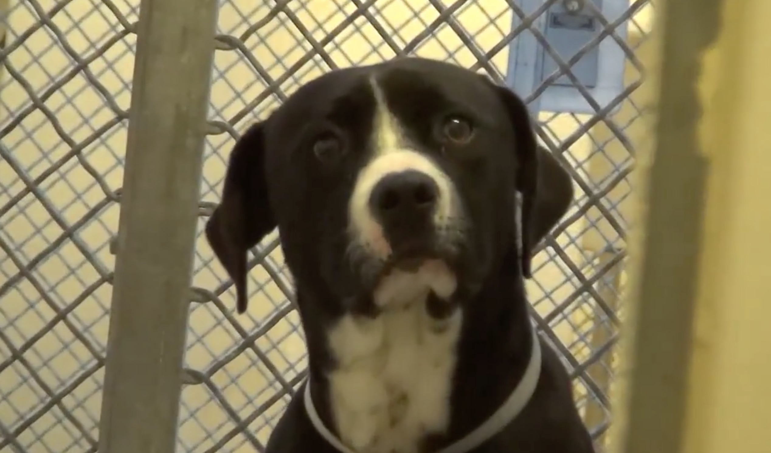 chien-adoption-joie-video-1