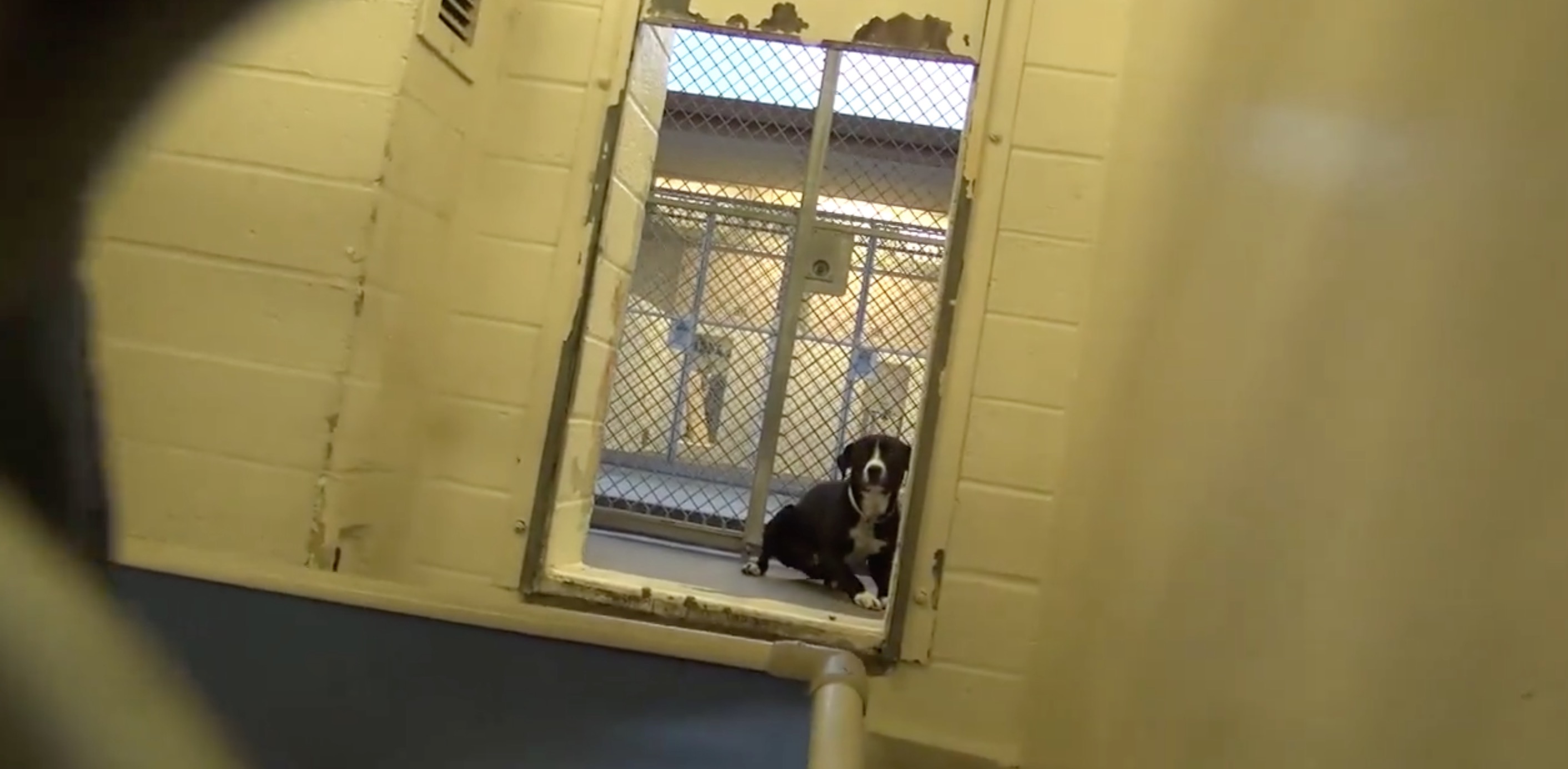 chien-adoption-joie-video-3