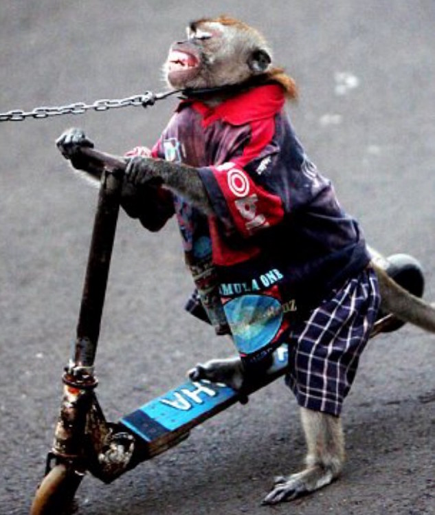 attraction-touristique-cruelle-animaux-singes