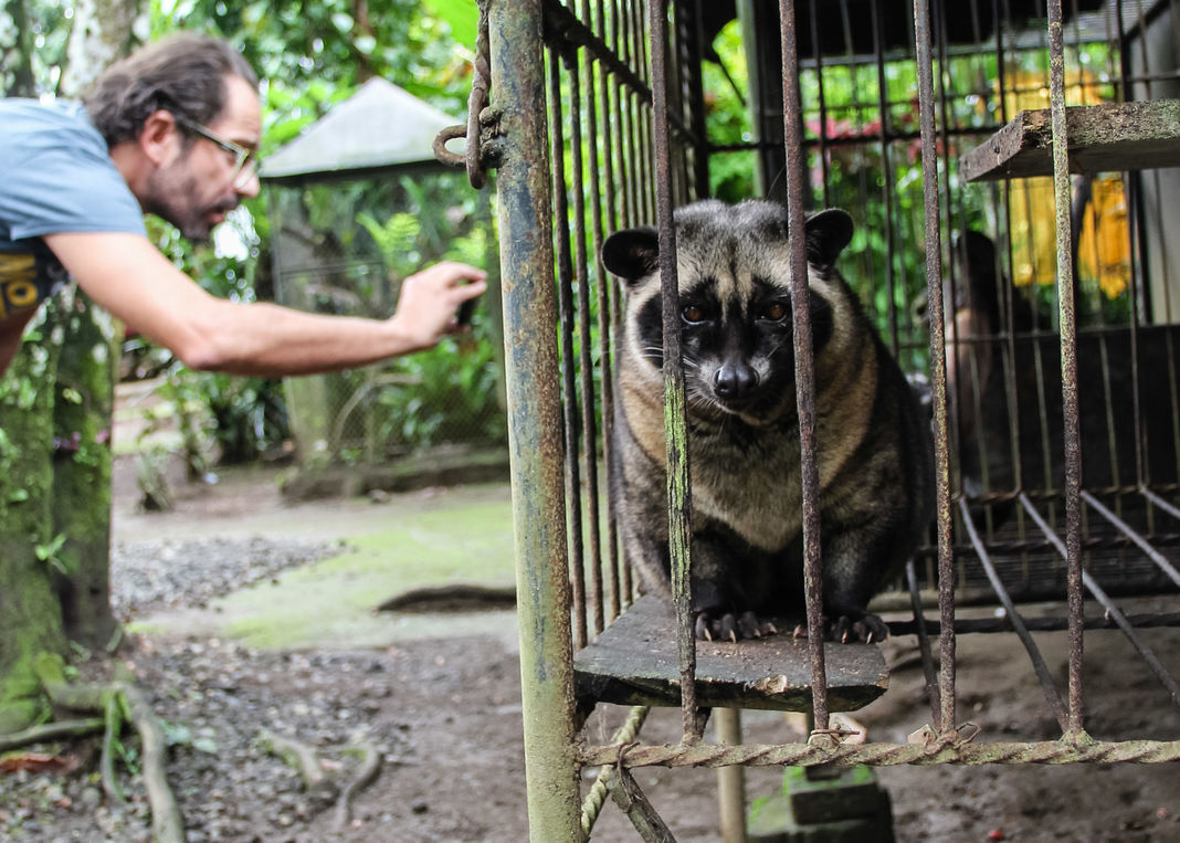 attraction-touristique-cruelle-animaux-civettes