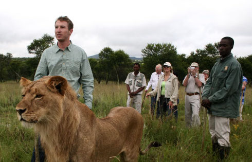 attraction-touristique-cruelle-animaux-lion