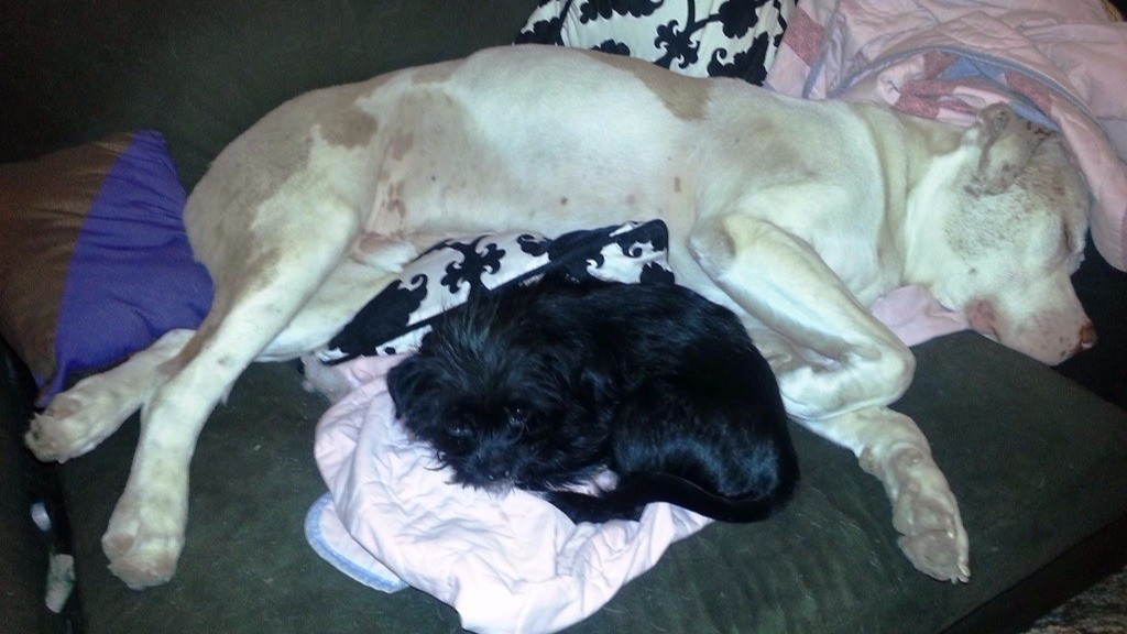 Charlie and foster_1458923797519_1166534_ver1.0