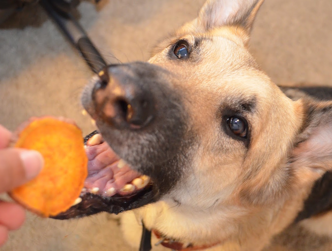 diarrhée chien nourriture