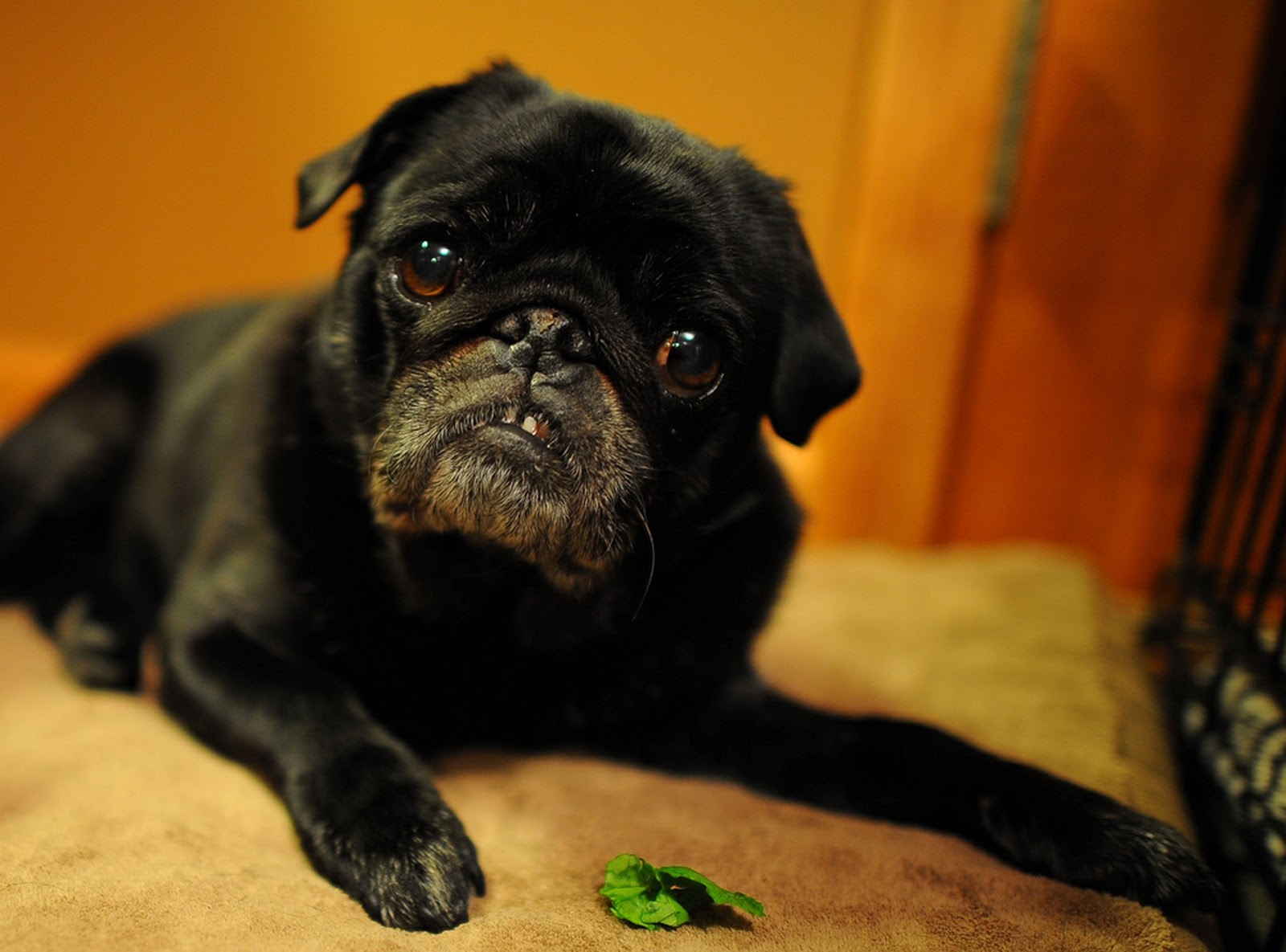 stop diarrhée du chien