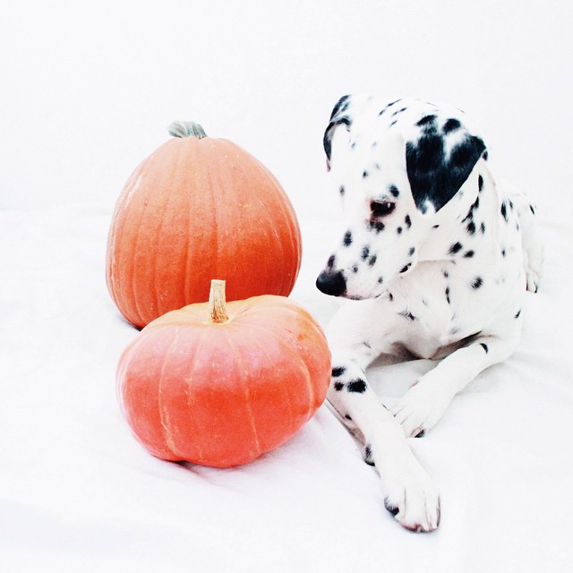 conseils nourriture pour chien