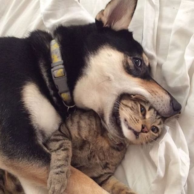 cat-in-dogs-mouth