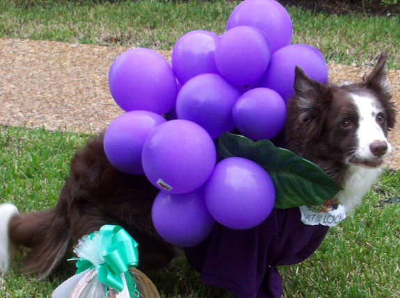 nourriture pour chien