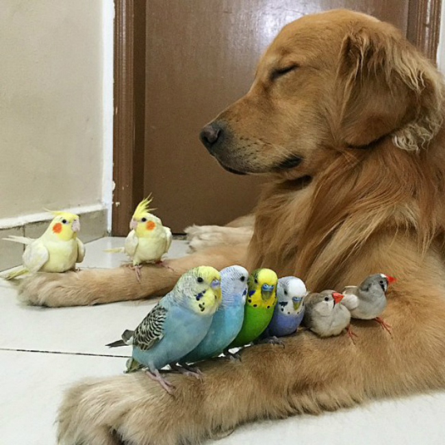 Chien avec des oiseaux