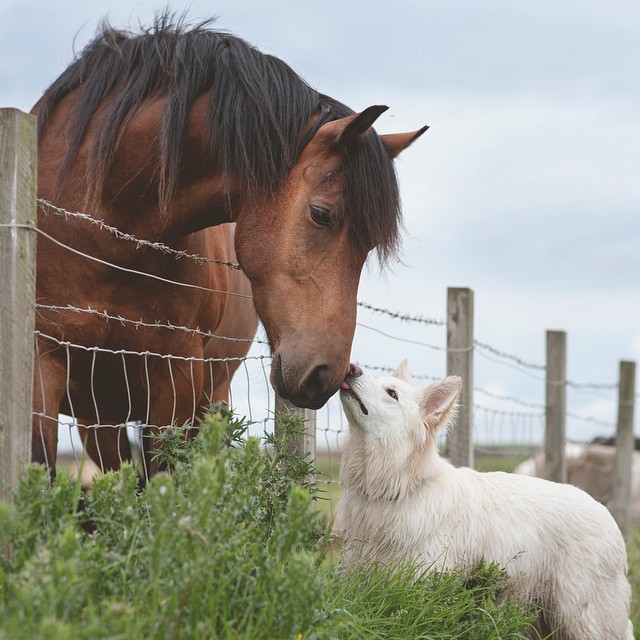 Un cheval avec un chien