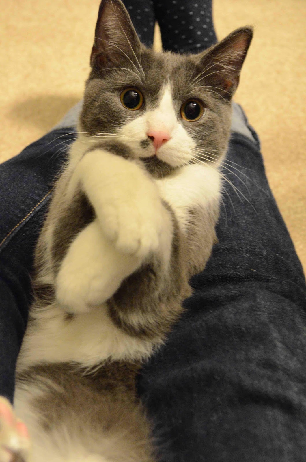 Chaton mignon sur les jambes de son maître