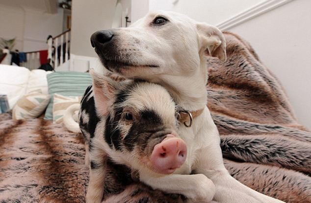 Chien ami avec un cochon