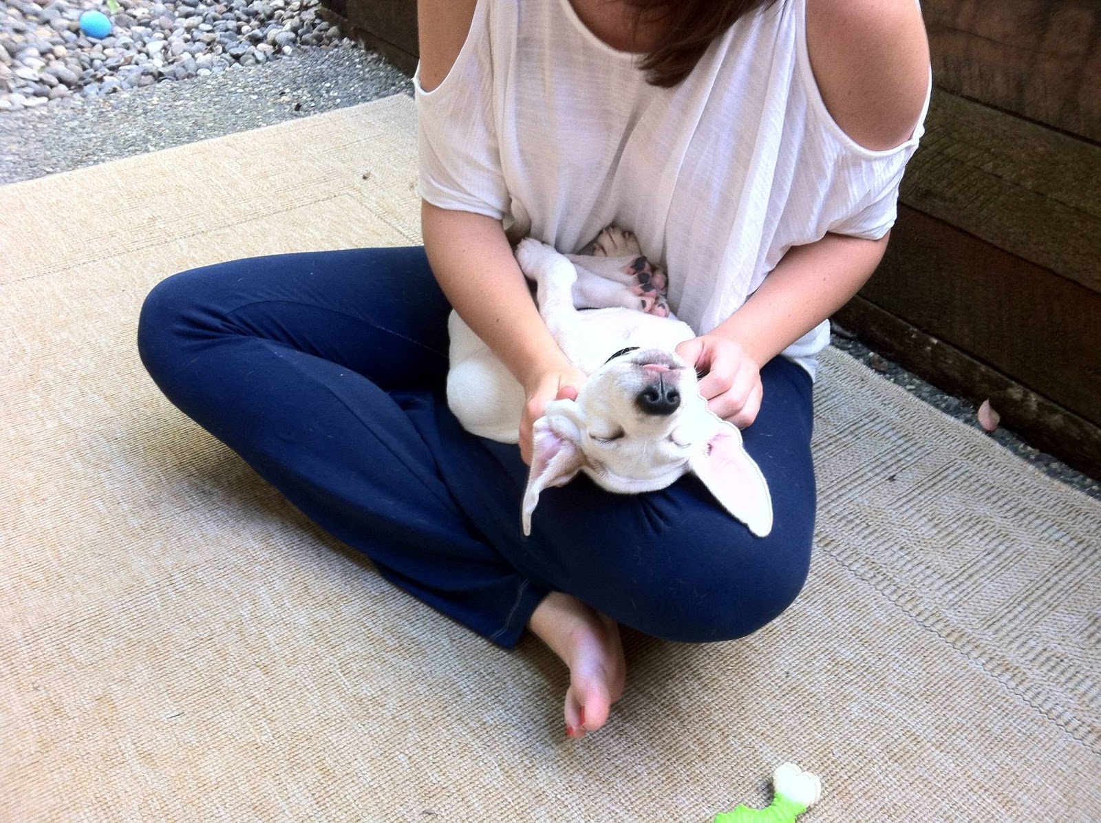 Chien blanc qui se fait câliner