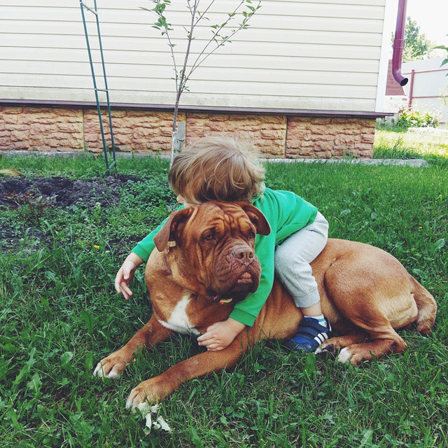 Chien avec un enfant sur le dos