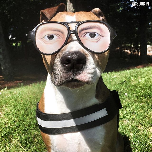 Pibull-glasses