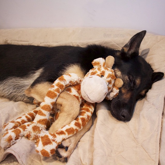 Un chiot Berger Allemand femelle avec une peluche