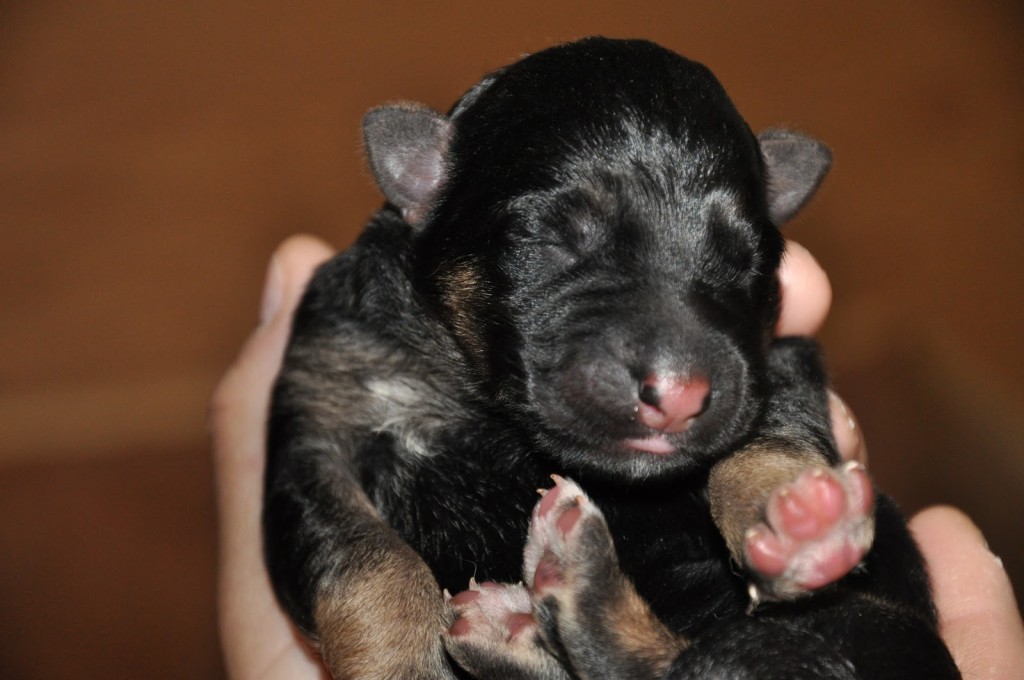 un chiot Berger Allemand