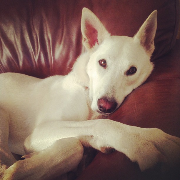 Un Berger Allemand blanc