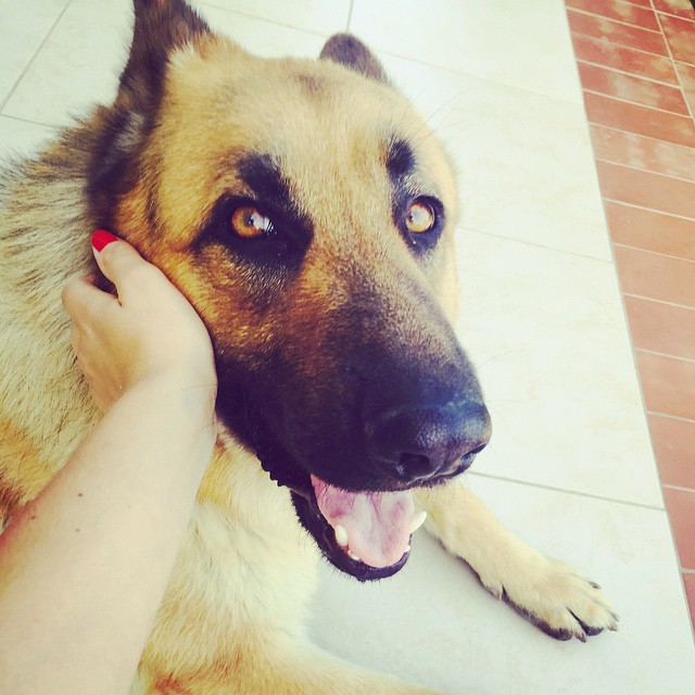 Un Berger Allemand femelle