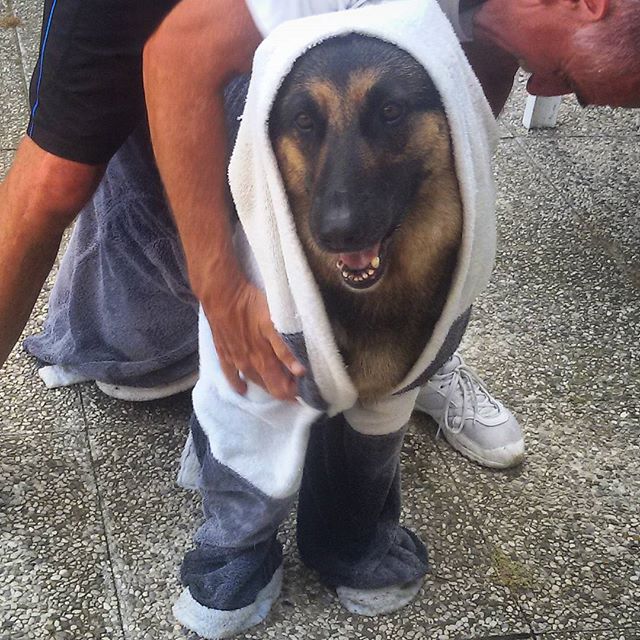 Un Berger Allemand habillé