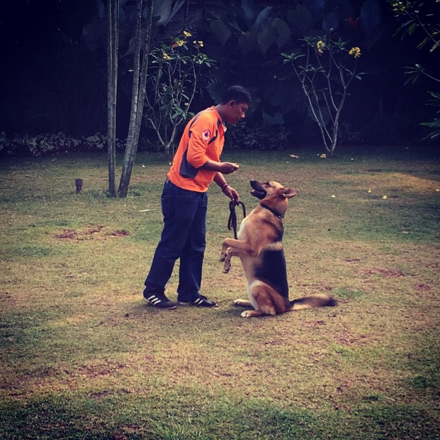 Un Berger Allemand, un chien qui adore apprendre