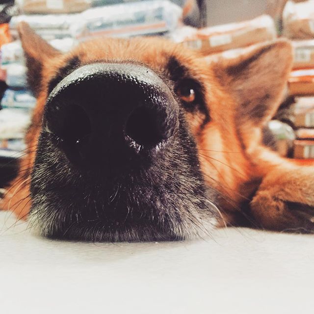 Le Berger allemand est un chien très affectueux