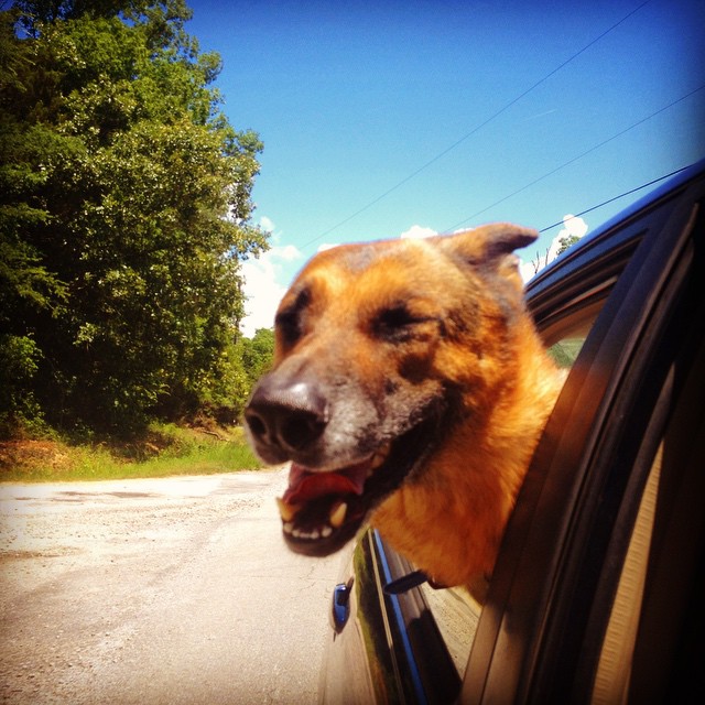 Un Berger Allemand en voiture