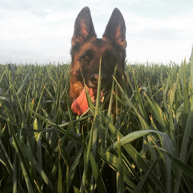 Un Berger Allemand femelle dans les herbes