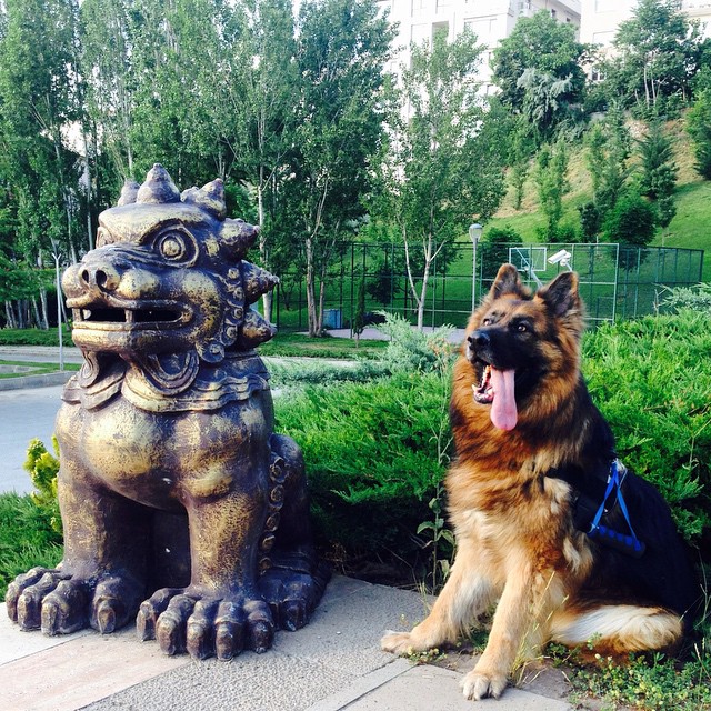 Un Berger Allemand qui pose