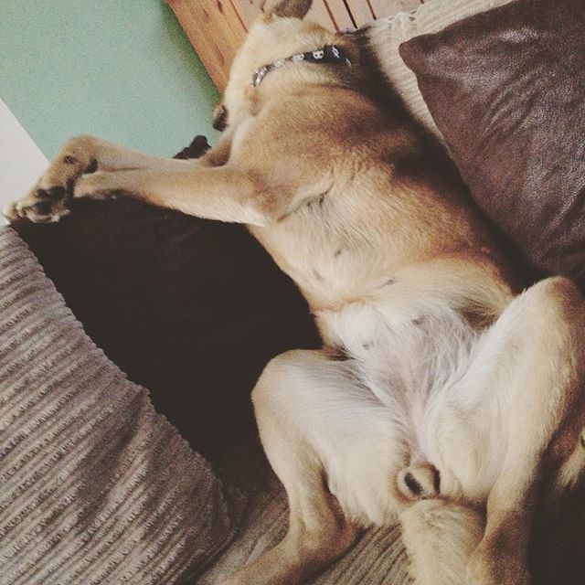 Un Berger Allemand senior