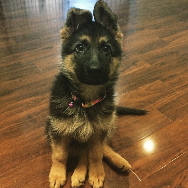 une jeune femelle Berger allemand avec l'oreille courbée
