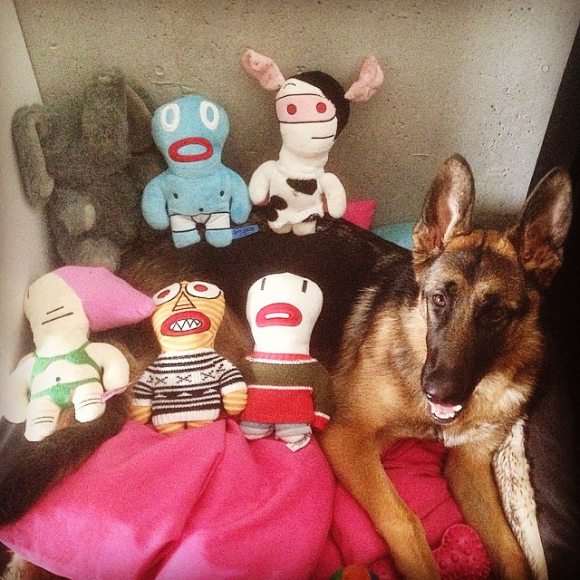 Un Berger Allemand, un chien qui adore les jouets